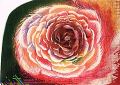 1979 - Rose -Gouache Oelkreide Collage a Karton - 70x100cm
